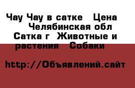 Чау-Чау в сатке › Цена ­ 25 - Челябинская обл., Сатка г. Животные и растения » Собаки   